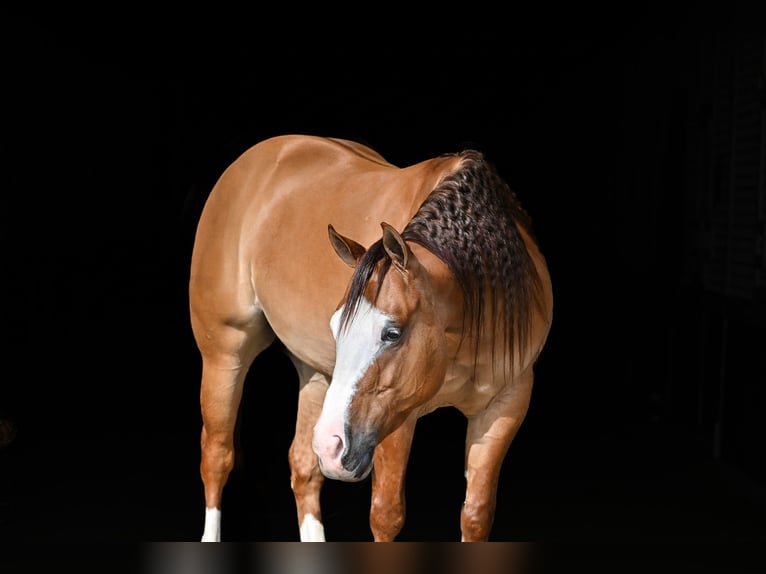 American Quarter Horse Wałach 5 lat Bułana in Sumterville, FL