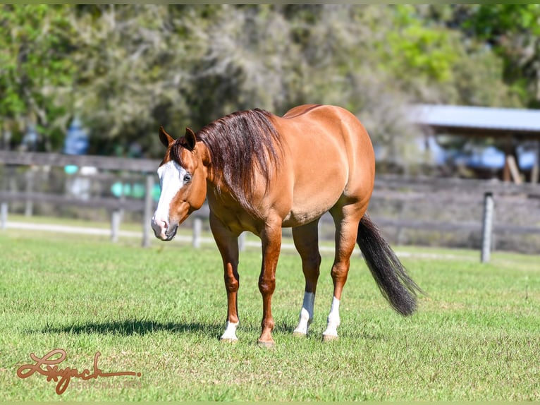 American Quarter Horse Wałach 5 lat Bułana in Sumterville, FL