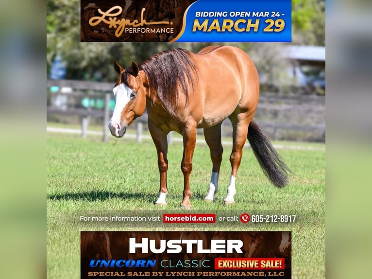 American Quarter Horse Wałach 5 lat Bułana in Sumterville, FL
