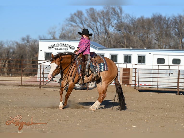 American Quarter Horse Wałach 5 lat Bułana in Sumterville, FL