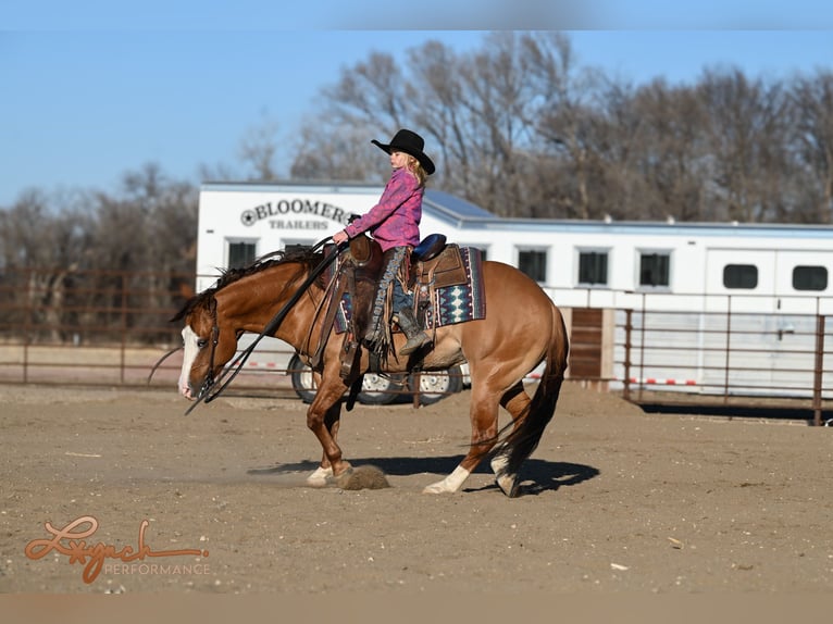 American Quarter Horse Wałach 5 lat Bułana in Sumterville, FL