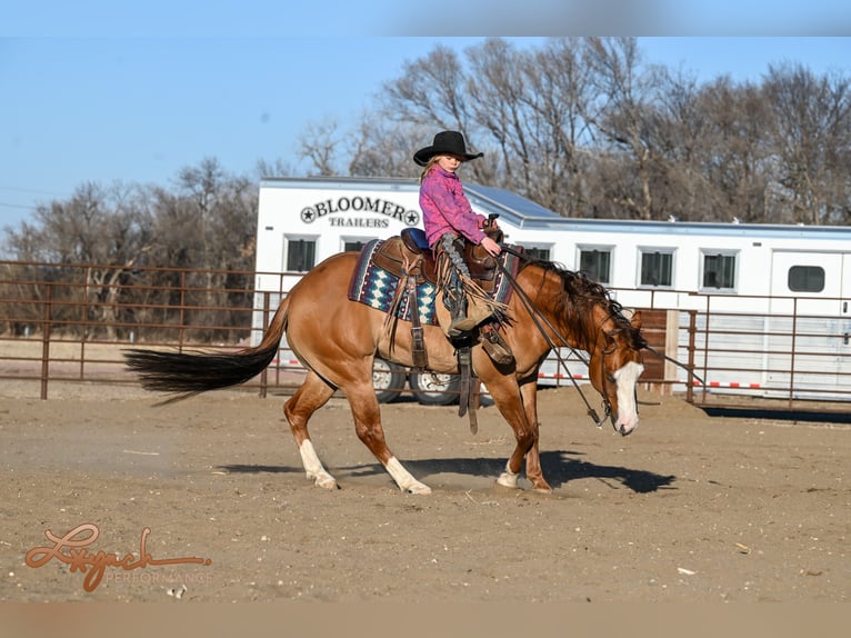 American Quarter Horse Wałach 5 lat Bułana in Sumterville, FL