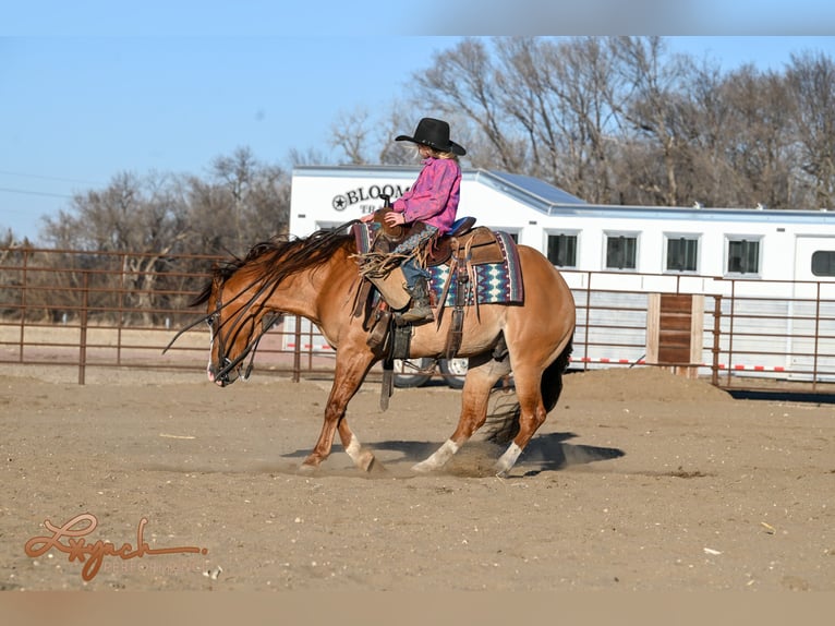 American Quarter Horse Wałach 5 lat Bułana in Sumterville, FL