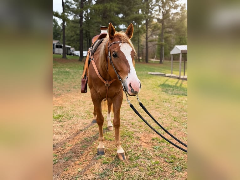 American Quarter Horse Wałach 5 lat Ciemnokasztanowata in Dinwiddie