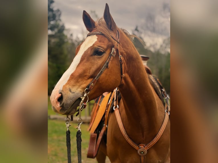 American Quarter Horse Wałach 5 lat Ciemnokasztanowata in Dinwiddie