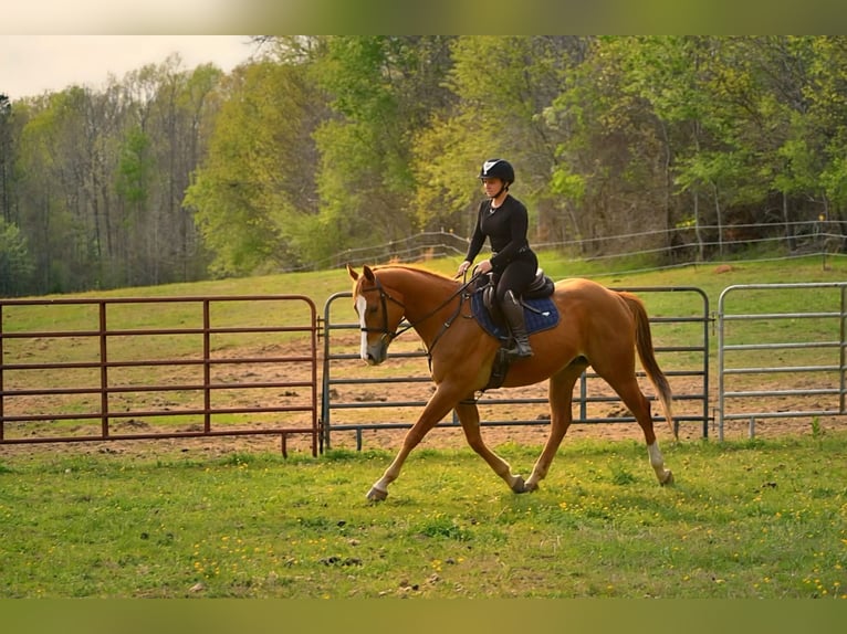 American Quarter Horse Wałach 5 lat Ciemnokasztanowata in Dinwiddie
