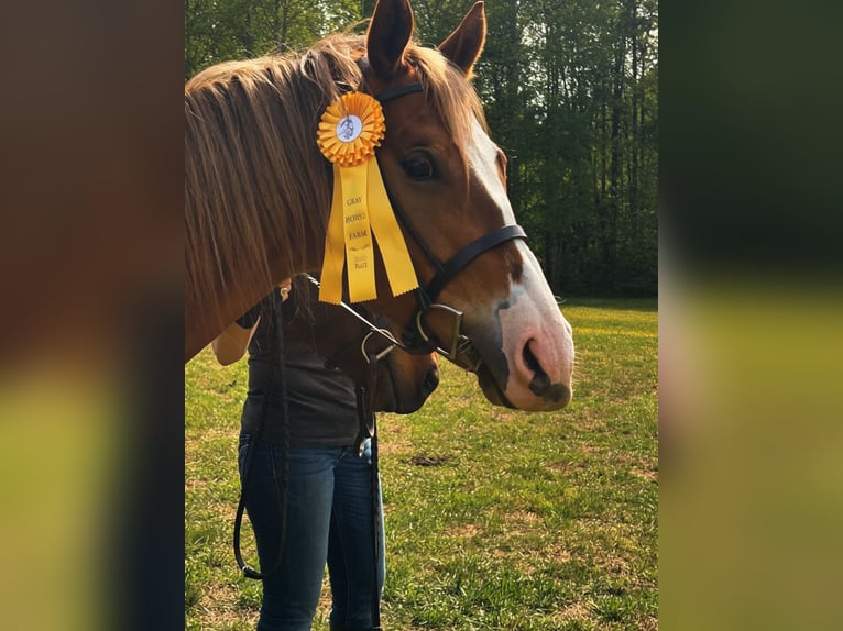 American Quarter Horse Wałach 5 lat Ciemnokasztanowata in Dinwiddie