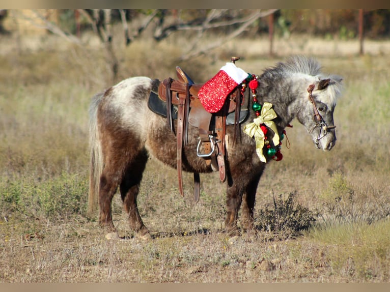 American Quarter Horse Wałach 5 lat Ciemnokasztanowata in Stephenville TX