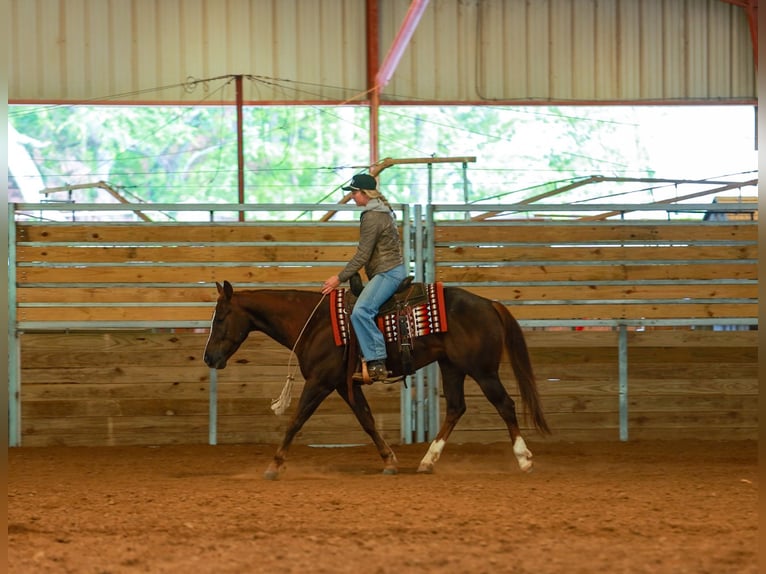American Quarter Horse Wałach 5 lat Cisawa in Quitman