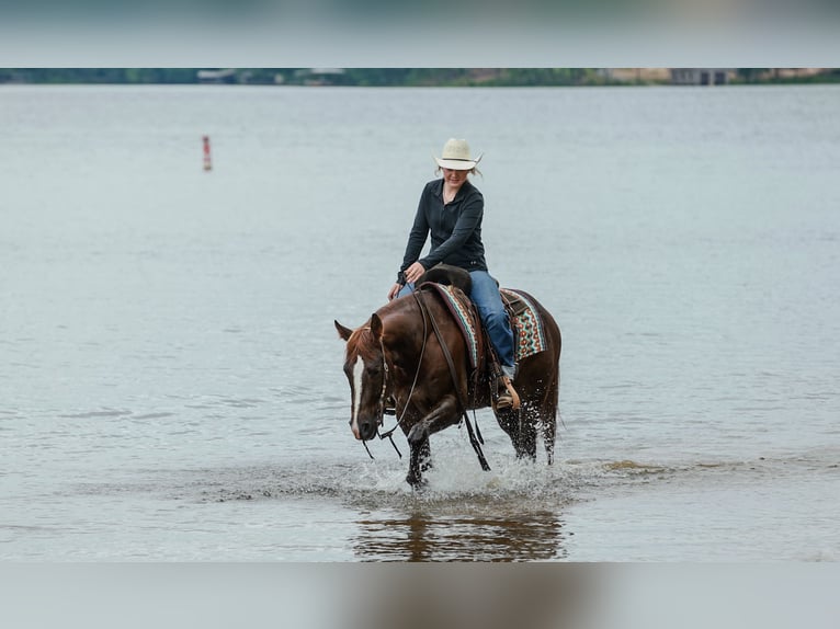 American Quarter Horse Wałach 5 lat Cisawa in Quitman