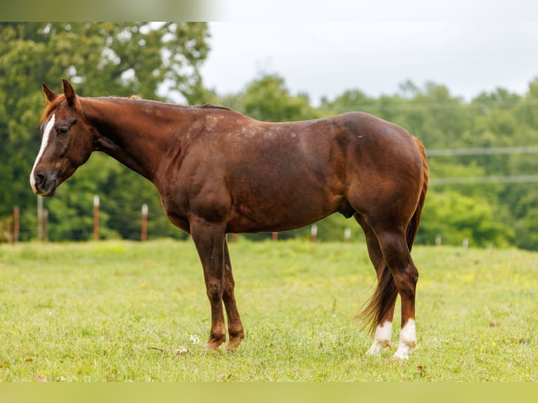 American Quarter Horse Wałach 5 lat Cisawa in Quitman