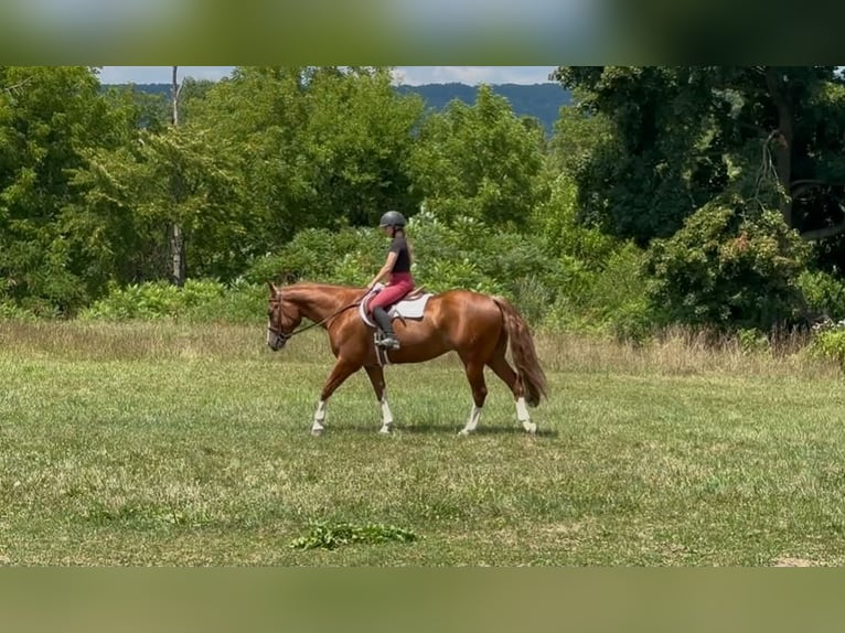 American Quarter Horse Wałach 5 lat Cisawa in Grantville