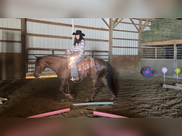 American Quarter Horse Wałach 5 lat Cisawa in Henderson