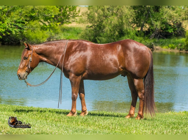 American Quarter Horse Wałach 5 lat Cisawa in Henderson