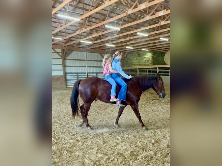 American Quarter Horse Wałach 5 lat Cisawa in Henderson