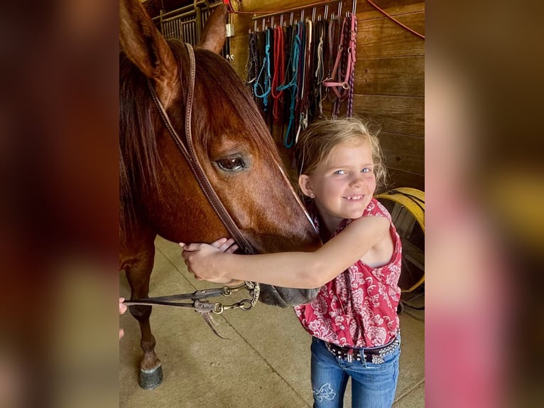American Quarter Horse Wałach 5 lat Cisawa in Henderson