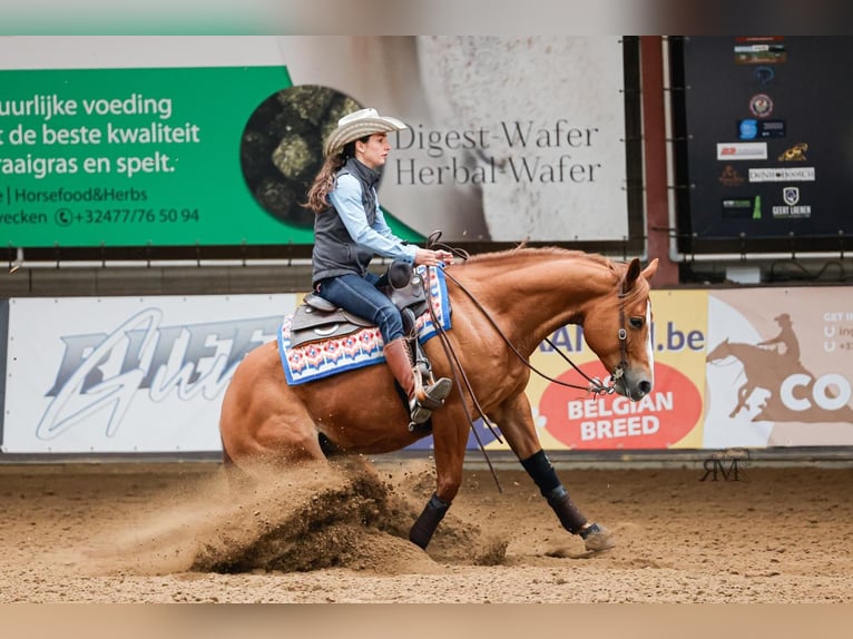 American Quarter Horse Wałach 5 lat Cisawa in Nieuwrode
