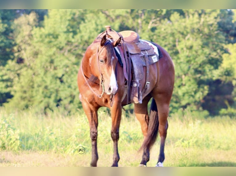 American Quarter Horse Wałach 5 lat Gniada in De Kalb