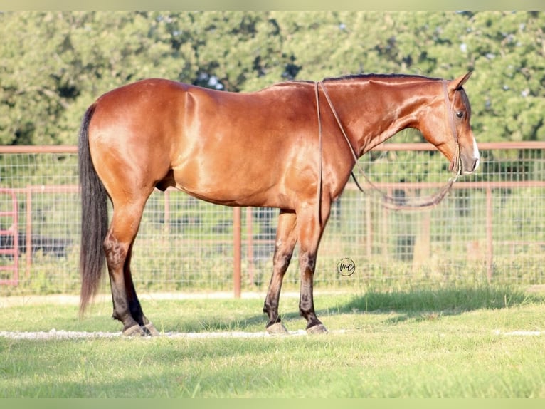 American Quarter Horse Wałach 5 lat Gniada in De Kalb