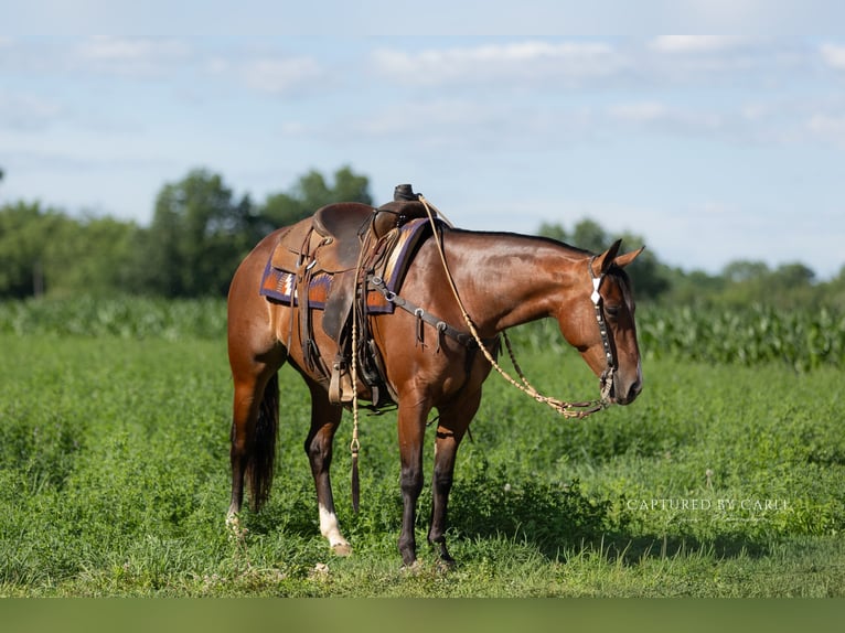 American Quarter Horse Wałach 5 lat Gniada in Lewistown