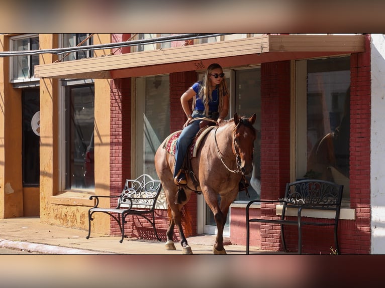 American Quarter Horse Wałach 5 lat Gniadodereszowata in Quitman