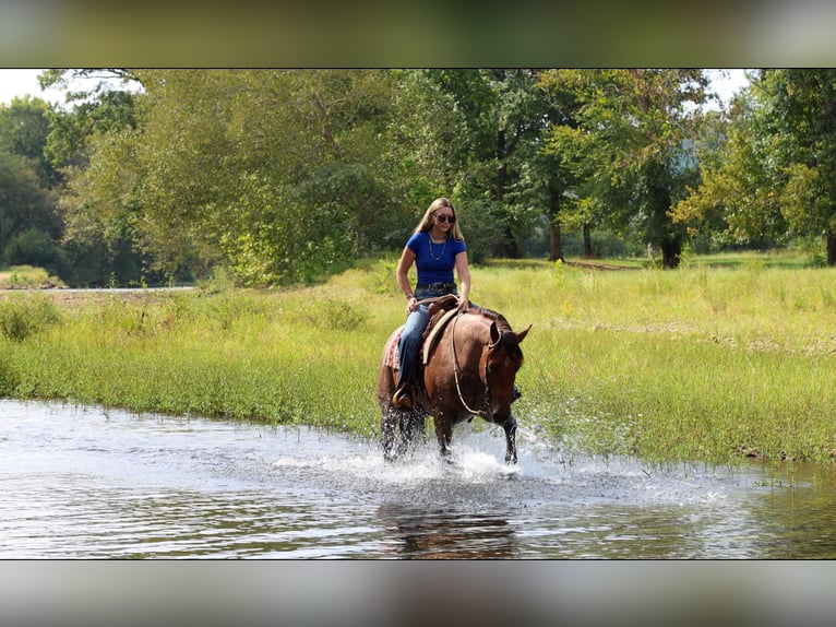 American Quarter Horse Wałach 5 lat Gniadodereszowata in Quitman
