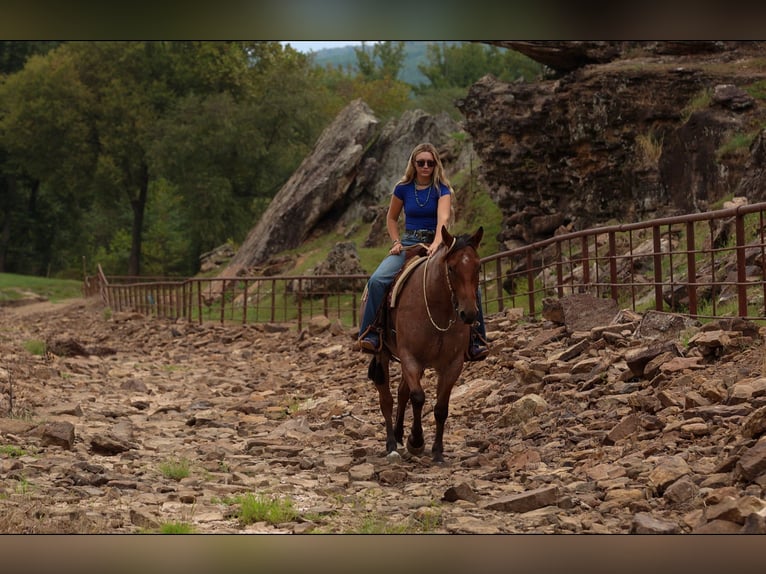 American Quarter Horse Wałach 5 lat Gniadodereszowata in Quitman