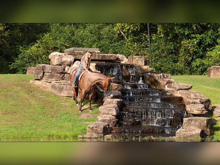 American Quarter Horse Wałach 5 lat Gniadodereszowata in Quitman