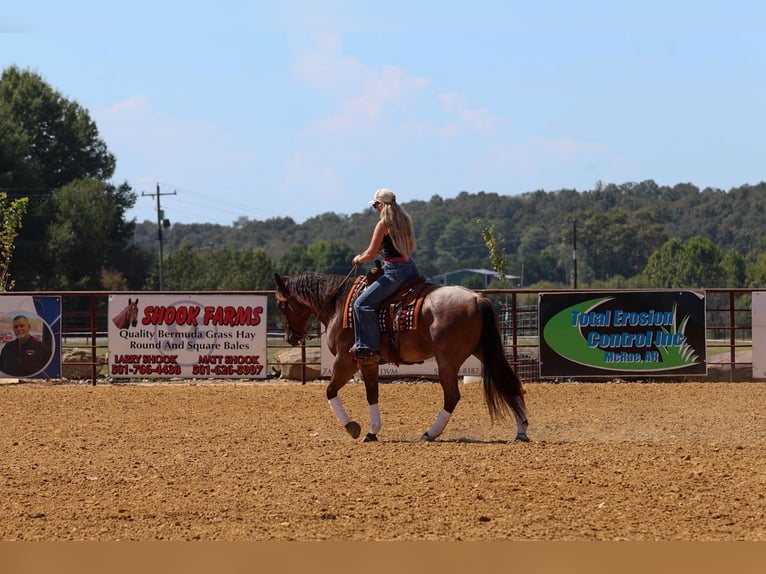American Quarter Horse Wałach 5 lat Gniadodereszowata in Quitman