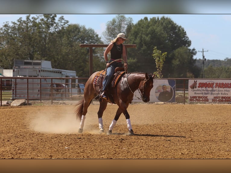 American Quarter Horse Wałach 5 lat Gniadodereszowata in Quitman