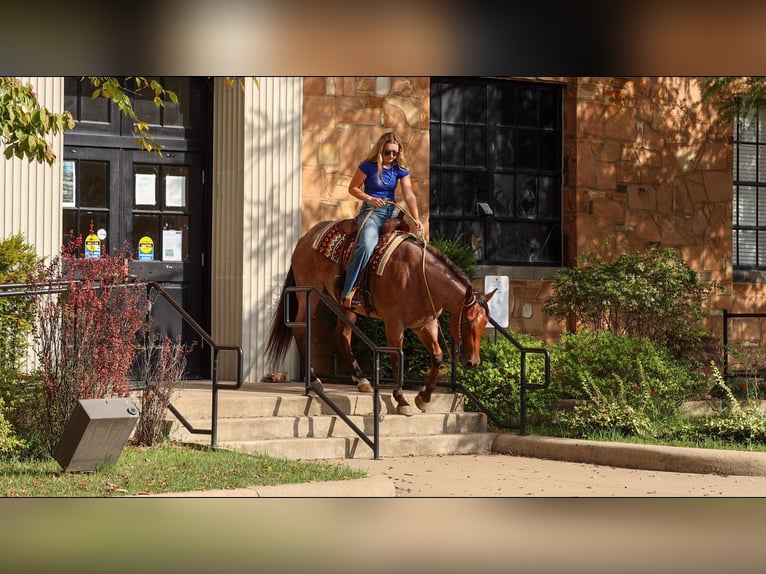American Quarter Horse Wałach 5 lat Gniadodereszowata in Quitman
