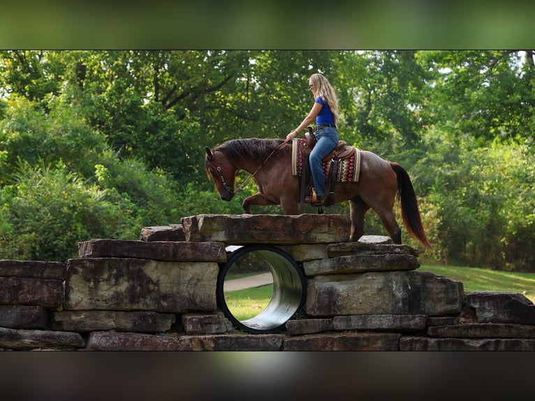 American Quarter Horse Wałach 5 lat Gniadodereszowata in Quitman