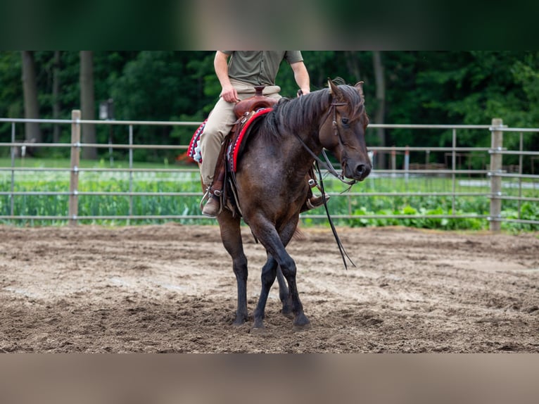 American Quarter Horse Wałach 5 lat Gniadodereszowata in Lagrange