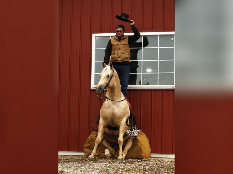 American Quarter Horse Wałach 5 lat Izabelowata in Millersburg