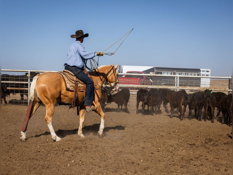 American Quarter Horse Wałach 5 lat Izabelowata in Amarillo