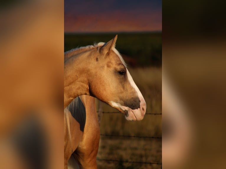 American Quarter Horse Wałach 5 lat Izabelowata in Amarillo