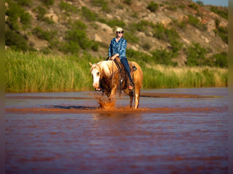 American Quarter Horse Wałach 5 lat Izabelowata in Amarillo