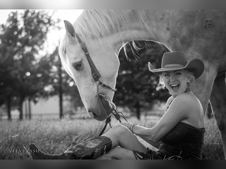 American Quarter Horse Wałach 5 lat Izabelowata in Aubrey