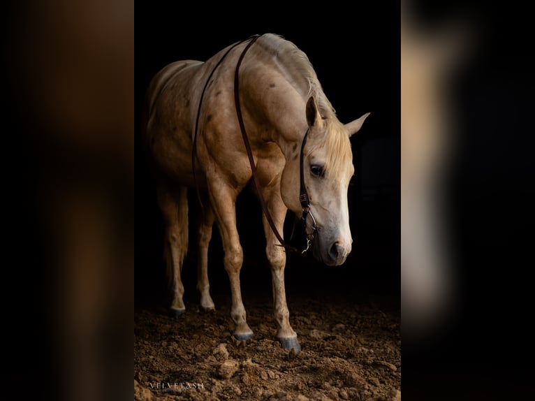 American Quarter Horse Wałach 5 lat Izabelowata in Aubrey