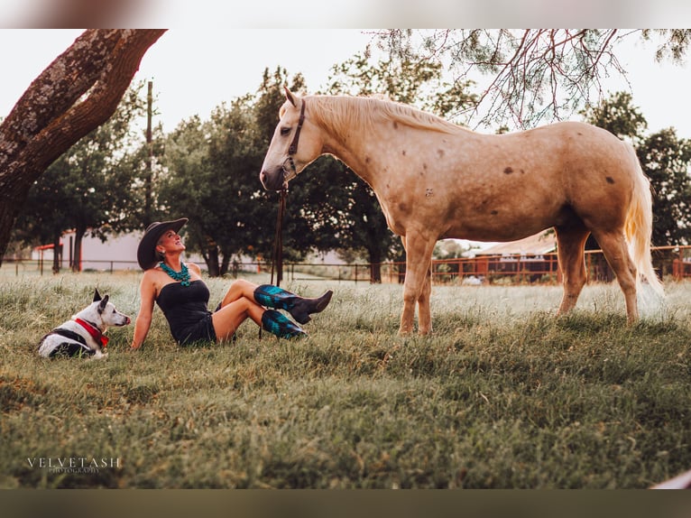 American Quarter Horse Wałach 5 lat Izabelowata in Aubrey