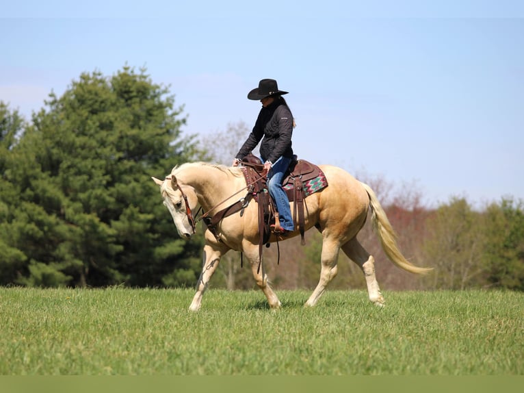 American Quarter Horse Wałach 5 lat Izabelowata in Clarion