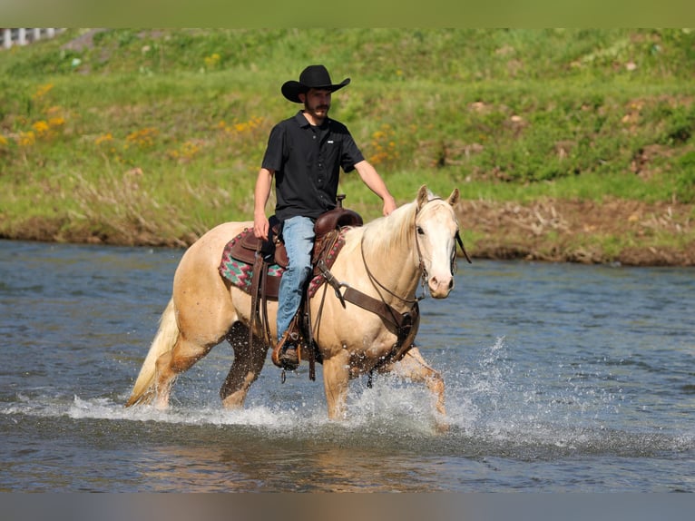 American Quarter Horse Wałach 5 lat Izabelowata in Clarion