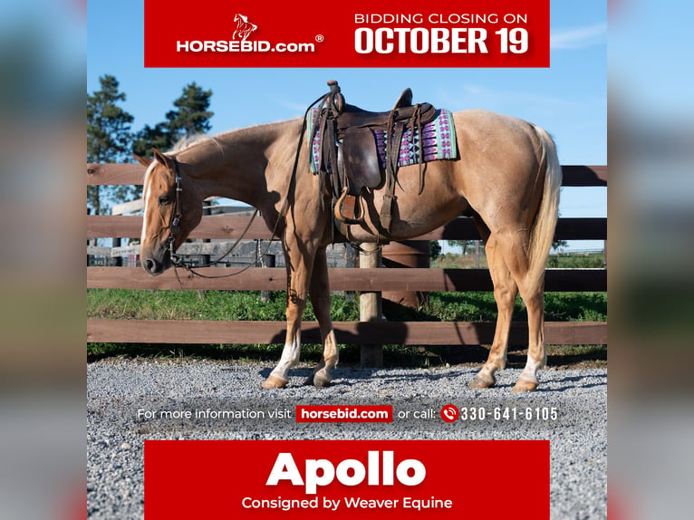 American Quarter Horse Wałach 5 lat Izabelowata in Fredericksburg