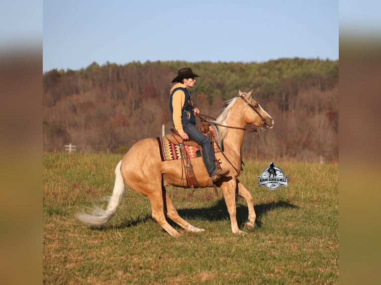 American Quarter Horse Wałach 5 lat Izabelowata in Mount Vernon