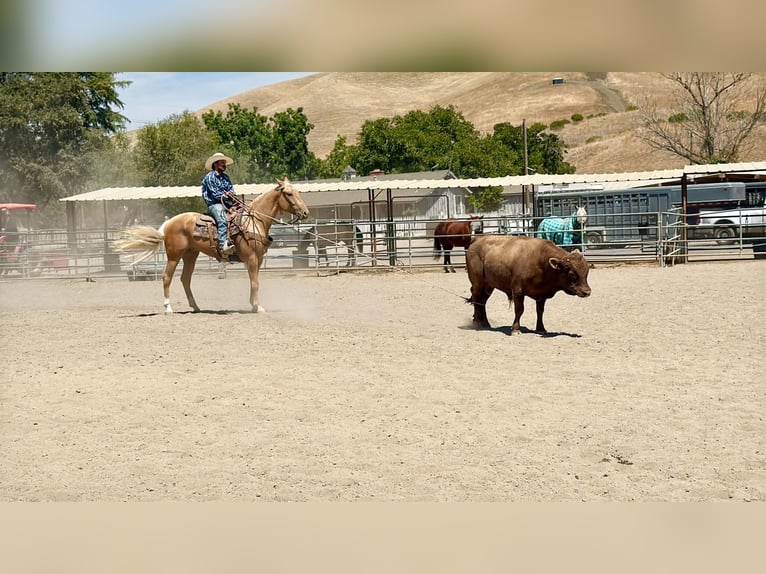 American Quarter Horse Wałach 5 lat Izabelowata in Tres Pinos
