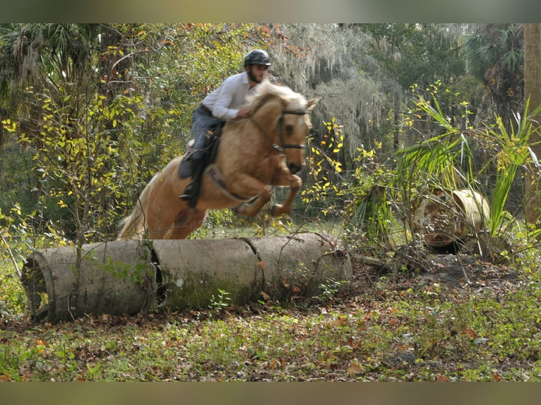 American Quarter Horse Wałach 5 lat Izabelowata in Lisbon