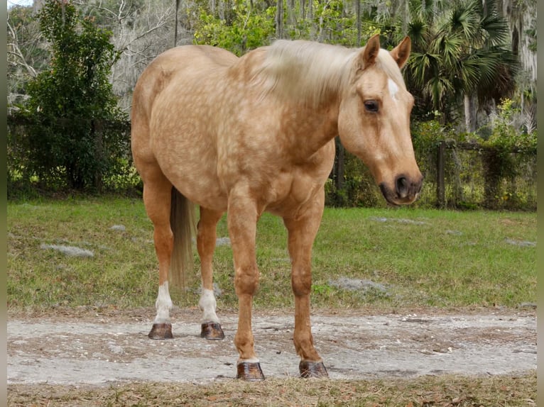 American Quarter Horse Wałach 5 lat Izabelowata in Lisbon