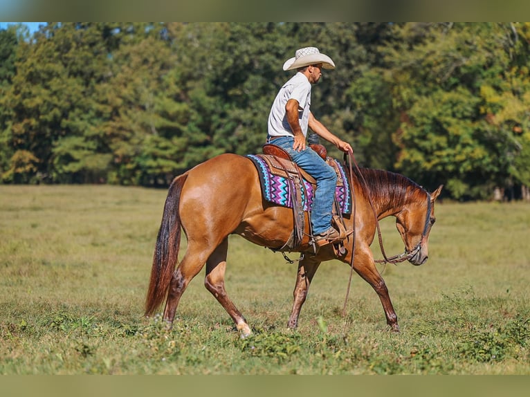 American Quarter Horse Wałach 5 lat Jelenia in Lyles