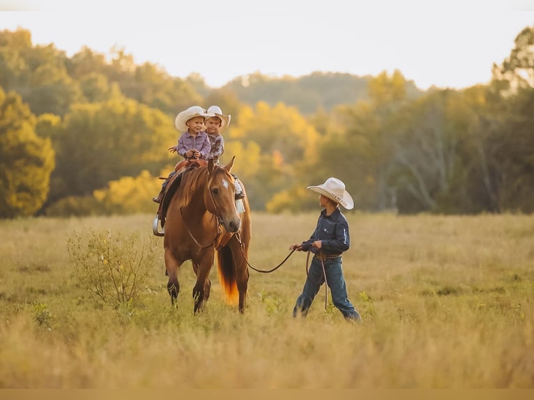 American Quarter Horse Wałach 5 lat Jelenia in Lyles