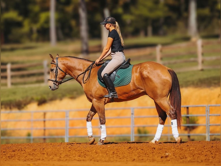 American Quarter Horse Wałach 5 lat Jelenia in Lyles